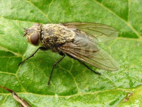 Réf. 243 548 : Pollenia sp.